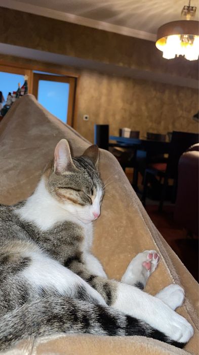 Petsitting e dog walking