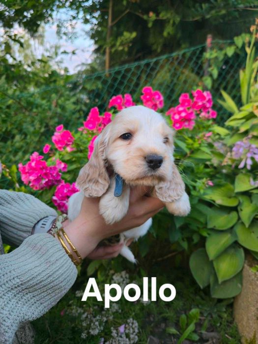 Cocker spaniel angielski samiec