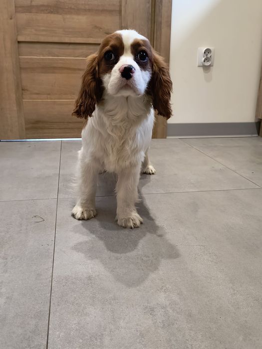 Cavalier King Charles Spaniel