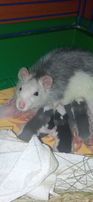 Криси породи "дамбо"