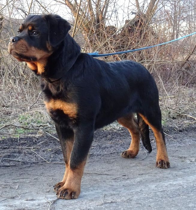 Rottweiler szczeniak