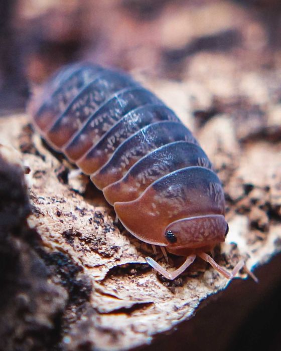 Sinodillo sp. "Vietnam", isopody, 10 szt.