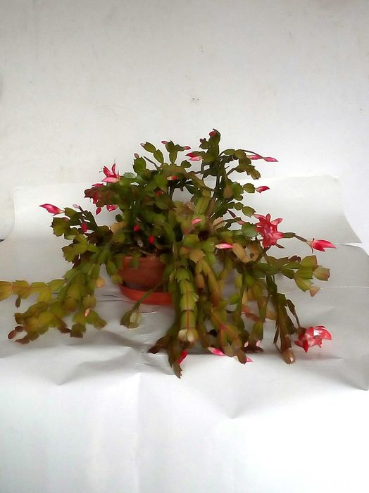 Sansevieria Grudnik kaktus Bożego Narodzenia Schlumbergera