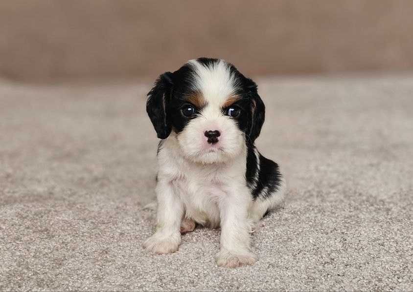 Елітні цуценята Кавалер Кінг Чарльз Спанієля