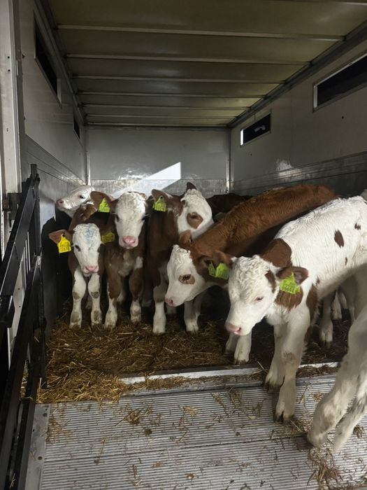 Byczki mięsne i mieszanki duży wybór