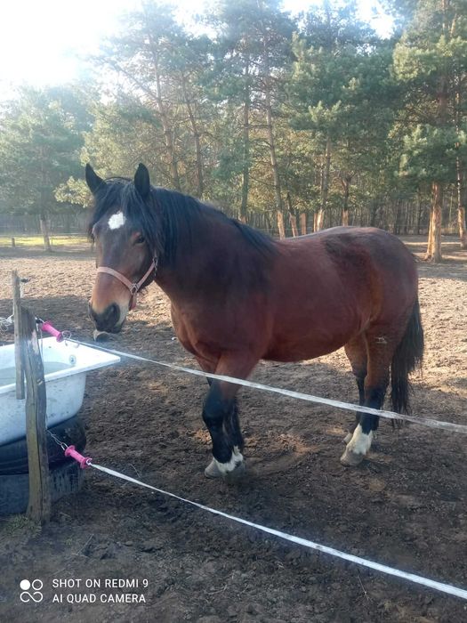 klacz zaprzęgowa, typ pogrubiony