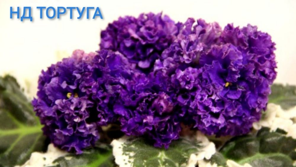 Сортові фіалки (сенполії) — листочки та дітки. Великий вибір! Оновлено