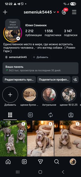 Шикарный кобель булли регестрация АВКС.