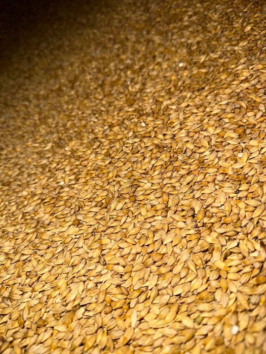 Ячмінь посівний ярий