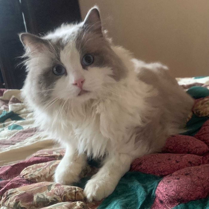 Hotel psów, kotów, królików i innych zwierząt