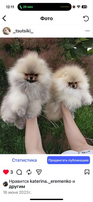 Вязка ,померанскиц шпиц