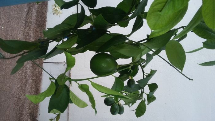 Продам деревья лимона плодоносящего (Звоните не пишите!!)