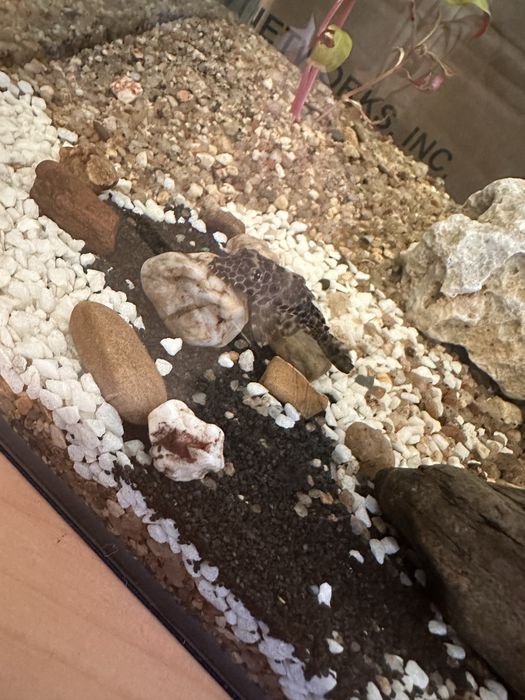 Pleco (  Hypostomus plecostomus )