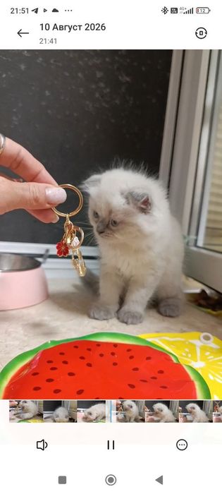 Терміново! Шотландський Хайленд Фолд хлопчик