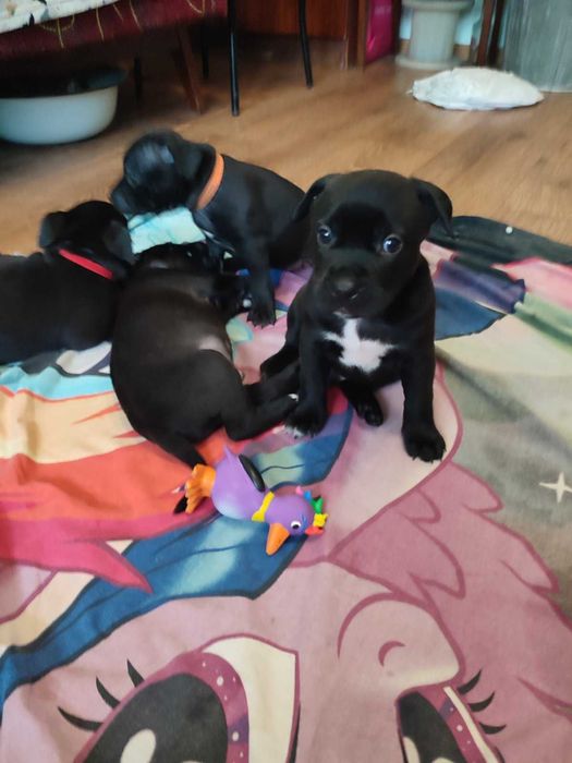 Продаж цуценят Американського стаффоршидського терьера