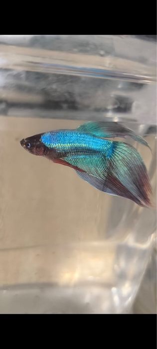Betta splendens