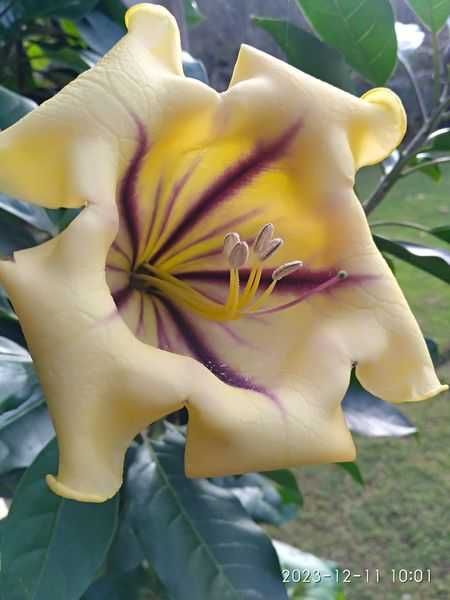 Solandra Máxima - Planta Trepadeira