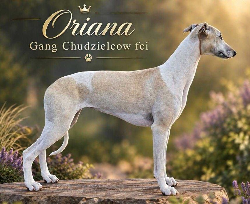 Whippet piekna Oriana