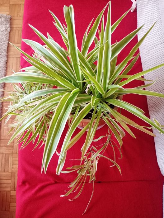 Trawka z dużą ilością sadzonek