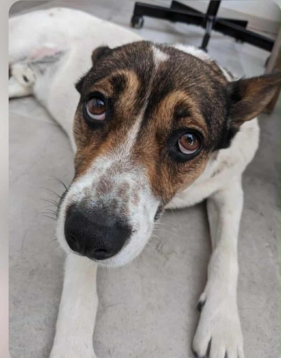 Caozinho para adopção responsável