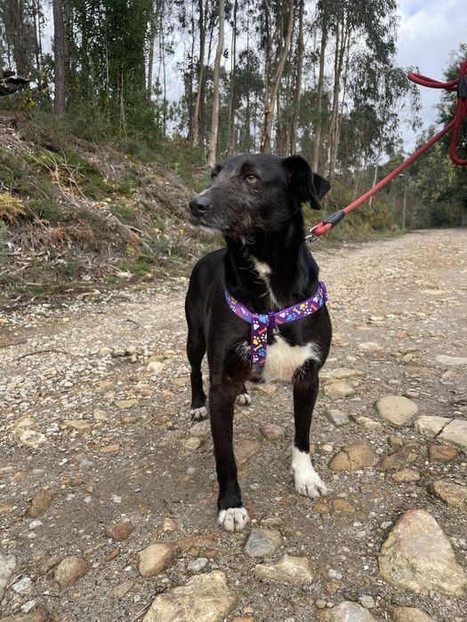 Cadela porte pequeno meiga