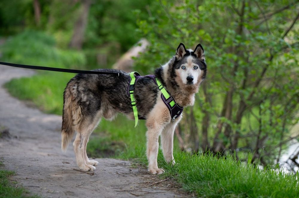 хаскі шукає дім до 6 міс