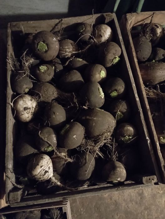 Продам чорну редьку.