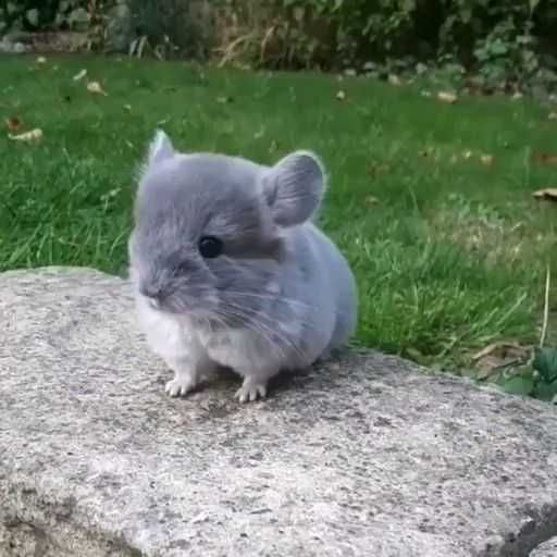 Coelhos anões,KIT completo, gaiola novas , alimentação adequada