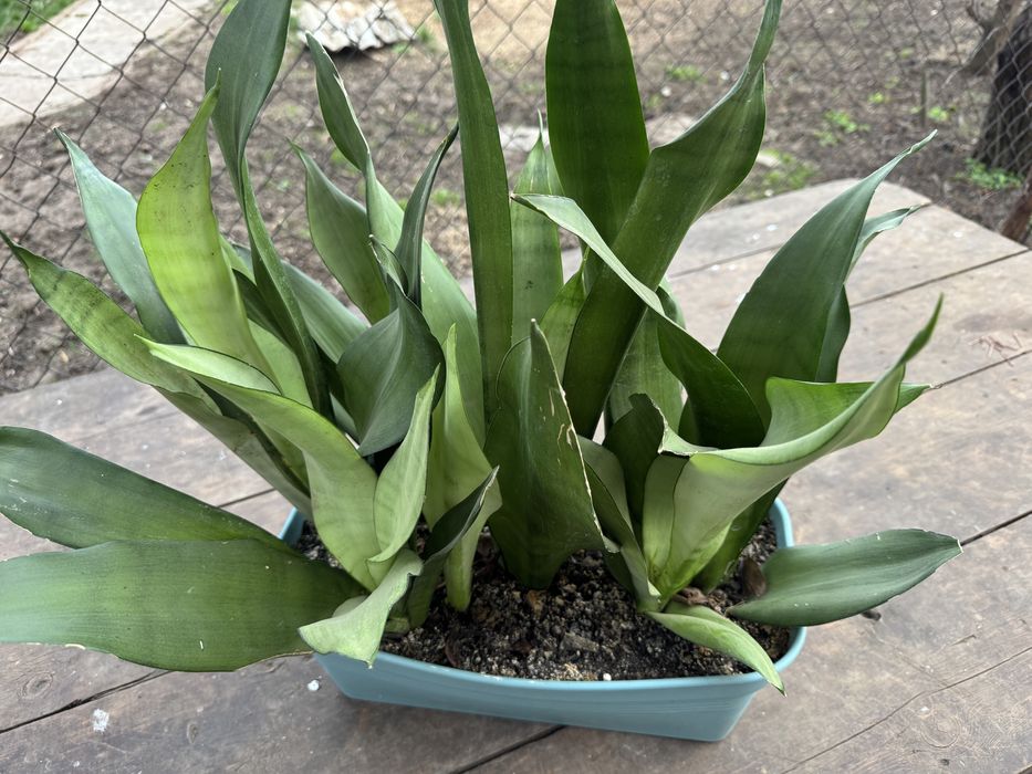 Продам сансивьерию муншайн