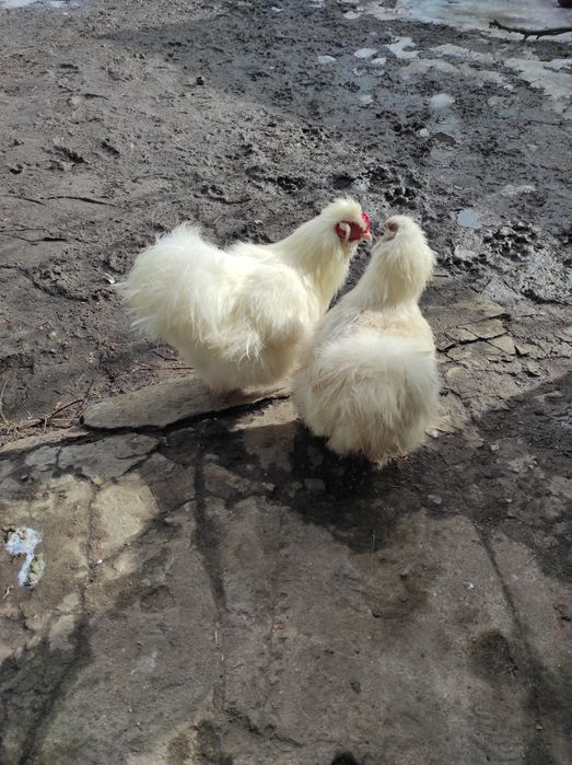 Петушок карликовый