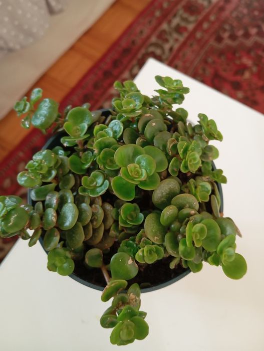 Suculentas desde 3 euros