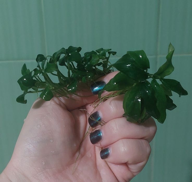 Папороті,анубіаси,рослини