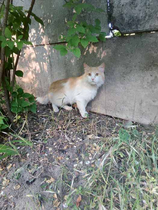 кошенята в теплі обійми