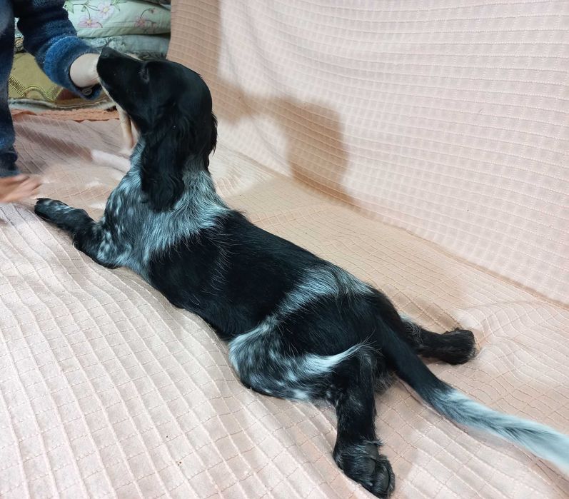 Цуценя РМС руський мисливський спаніель російський спанієль 4 м КРАПКА