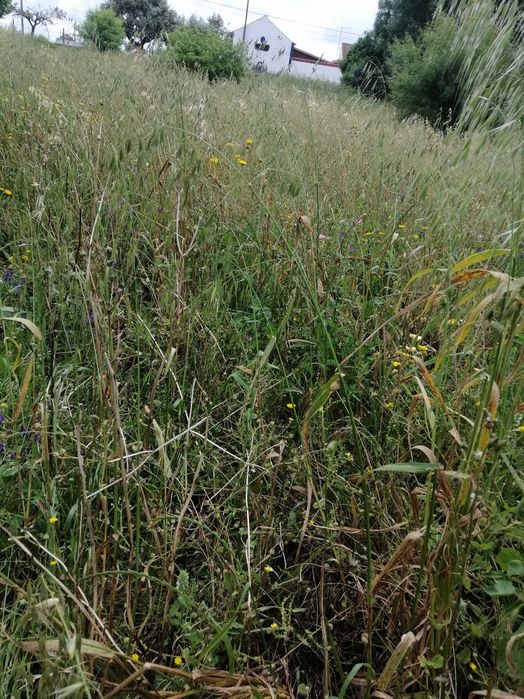 Vendo feno com mistura: erva de trigo, aveia e azevem selvagem - 2025