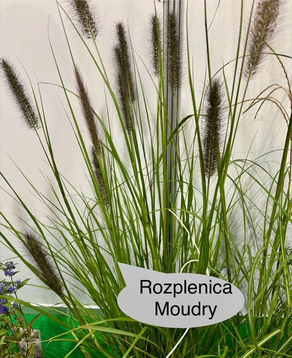 Rozplenica Black Beauty, Moudry, Red Head