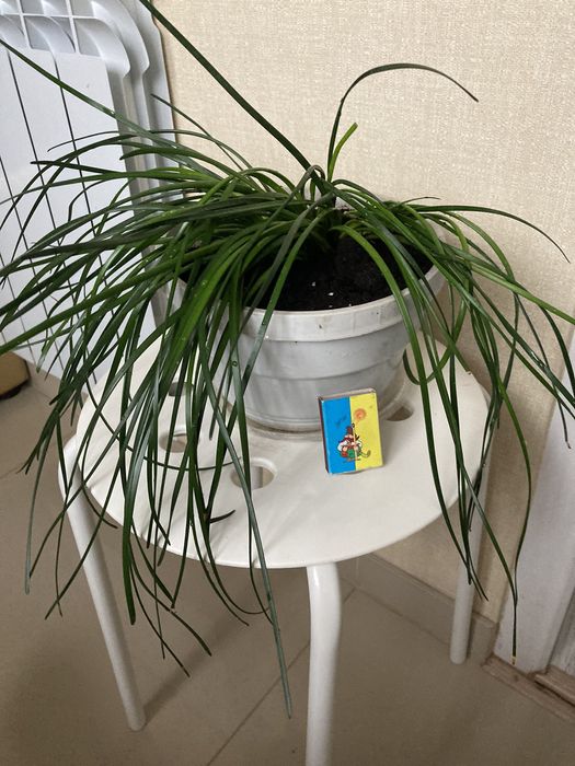 Цветок зефирантес белый 12 луковиц