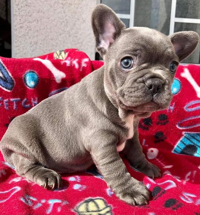 Bulldog francês blus solido olhos azuis