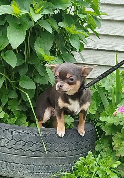 Шикарные крохи- ждут лучших папмам