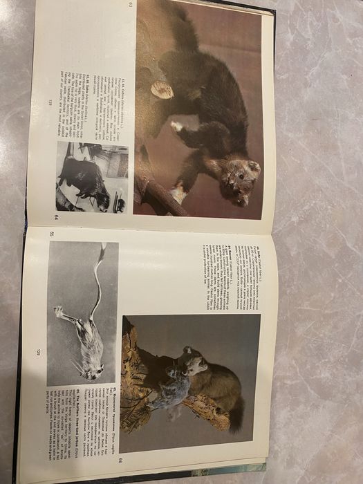Національний науково-природничий музей НАН України 1982