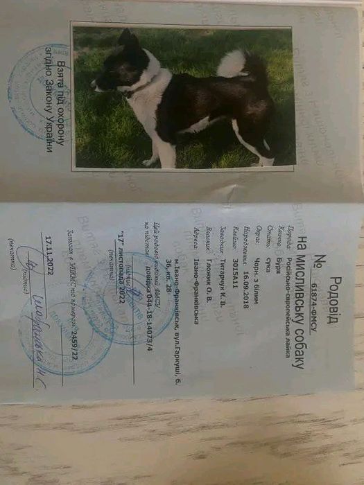 Продаються чистокровні цуцики лайки РЕЛ