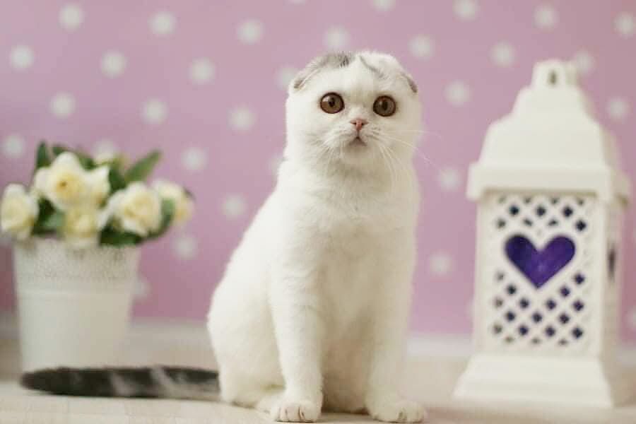 Фоны для фото 150*100