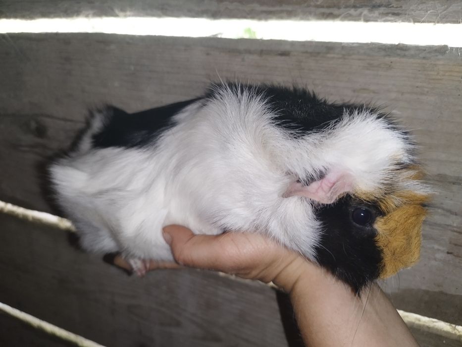 Dwie świnki morskie samiczki
