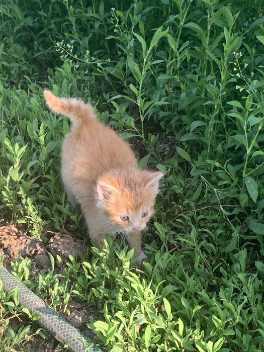 Дуже терміново віддам кошенят безкоштовно