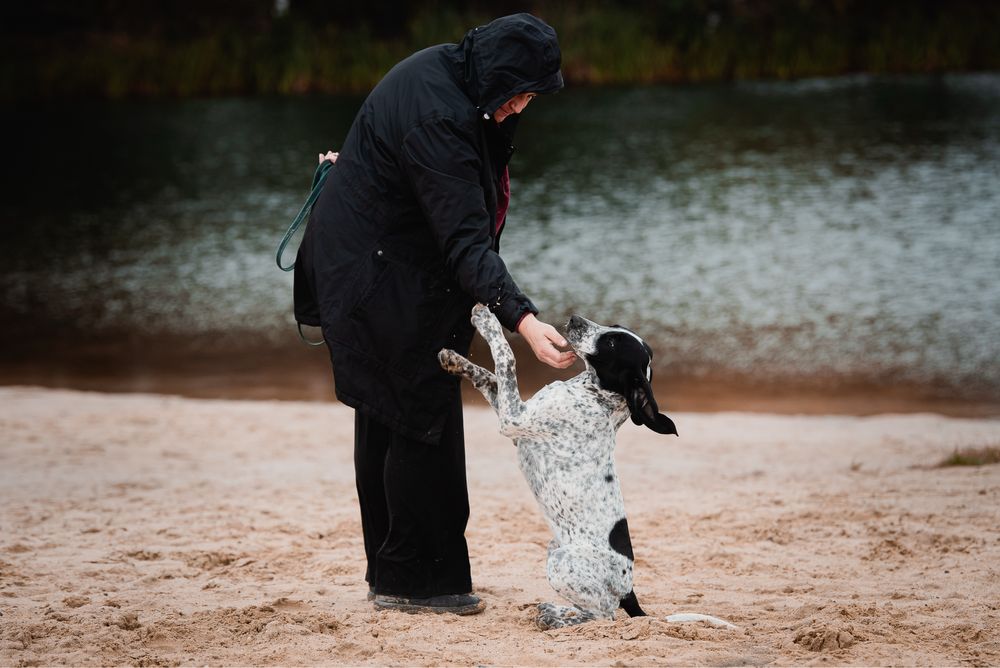 Wyżeł z Owernii czeka na Ciebie