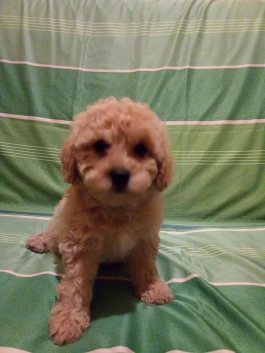 Цуценятка мальтіпу з доставкою у Ваше місто