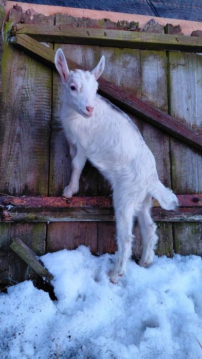 Продам віддам козочок