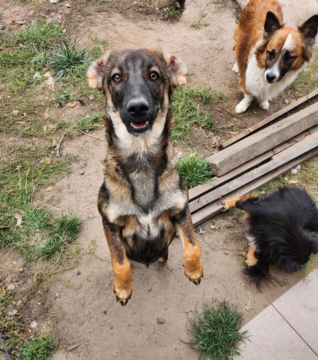 Miłka świetna suczka do adopcji.