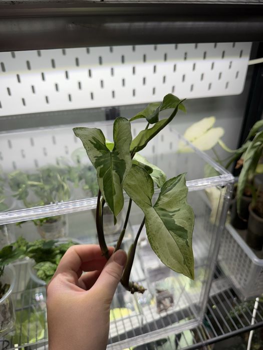 Syngonium three kings
