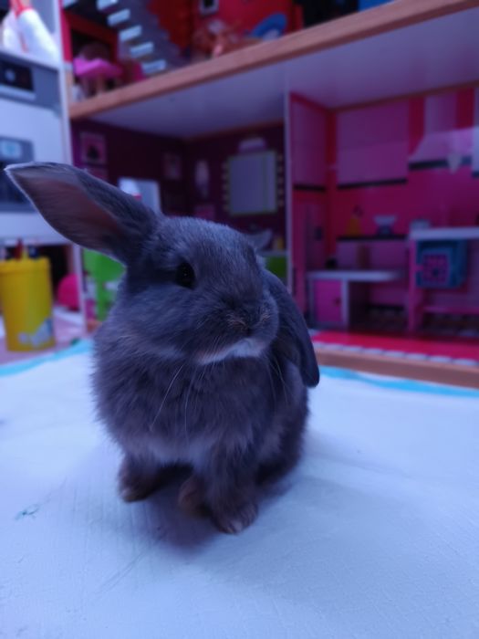 Króliki Barany francuskie niebieskie